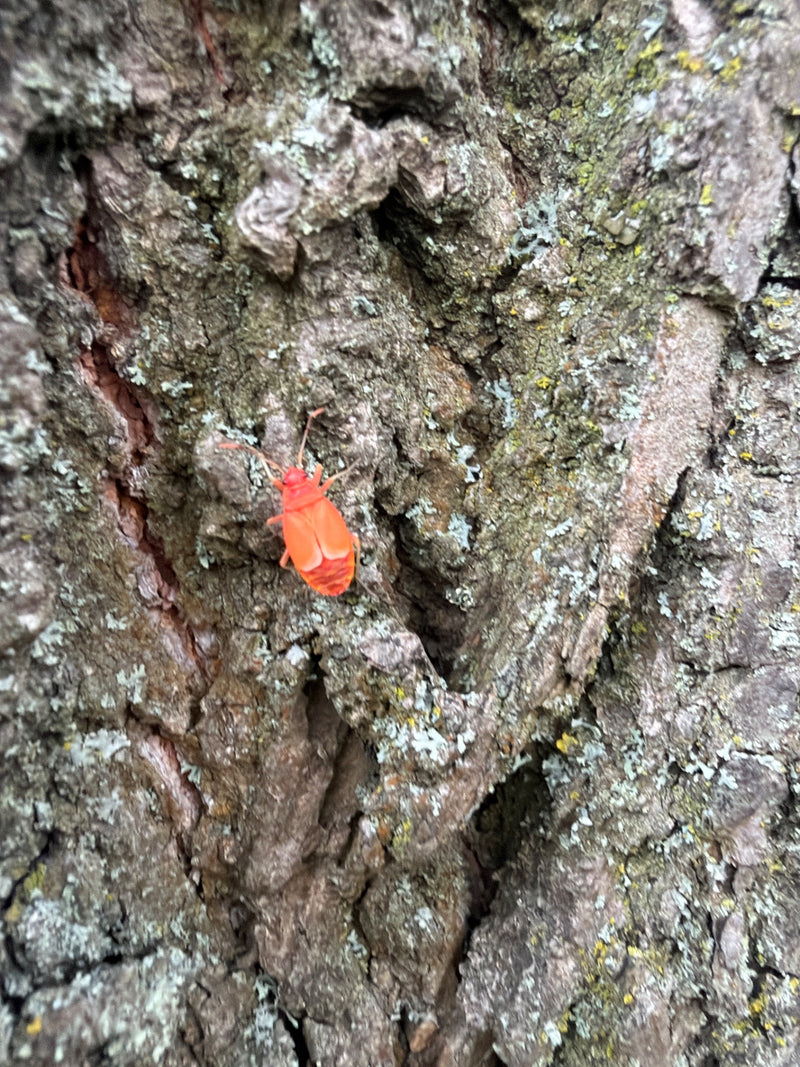Eine frisch gehäutete Gemeine Feuerwanze mit noch leuchtend orangeroter Färbung sitzt auf rauer Baumrinde.