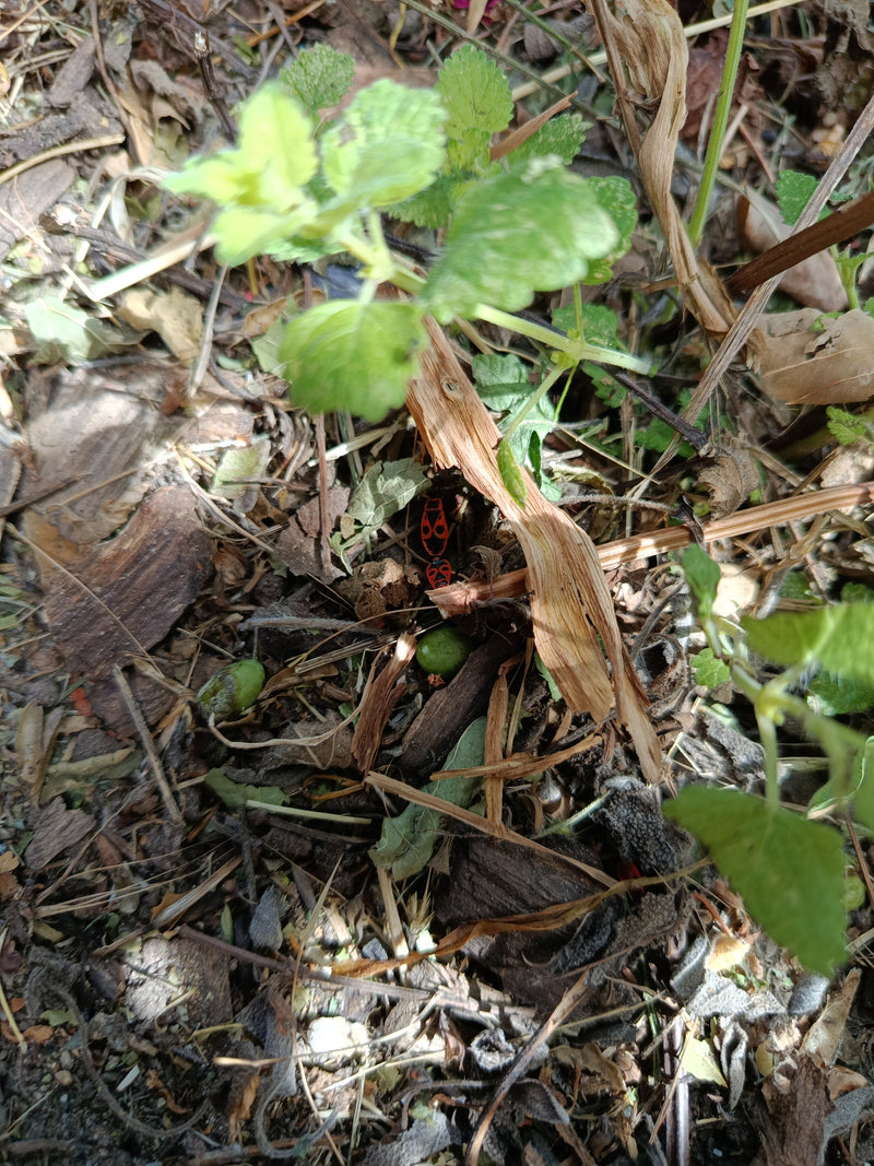 Feuerwanze — Bild 3