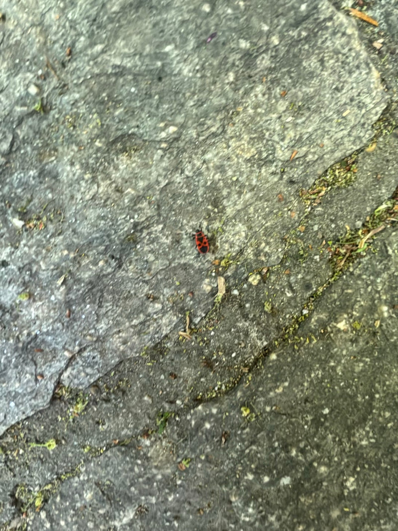 Feuerwanze — Bild 2