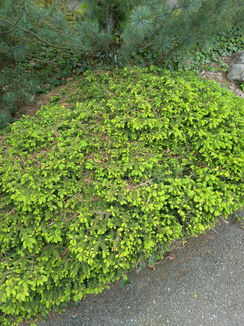 Gemeine Fichte — Bild 4