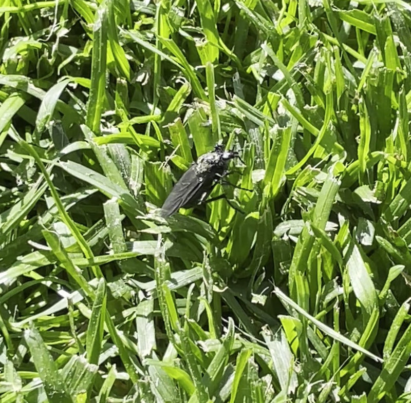 Eine schwarze Märzfliege sitzt inmitten von grünem Gras. Das Insekt ist gut erkennbar und ruht auf der Vegetation.