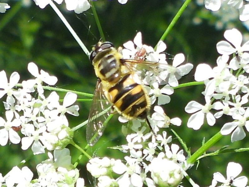 Gemeine Keilfleckschwebfliege — Bild 2