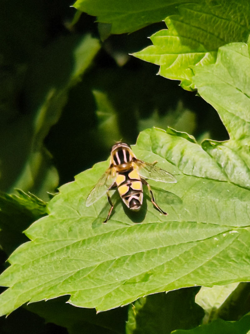 Gemeine Keilfleckschwebfliege — Bild 1