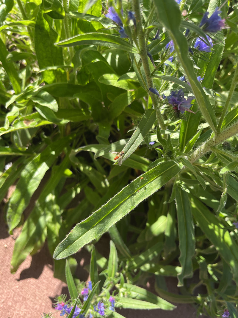 Gemeine Langbauchschwebfliege — Bild 1