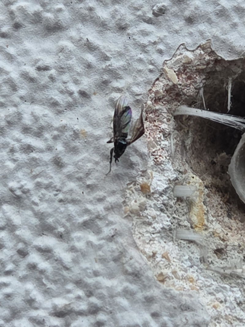 Gemeine Mauerwespe — Bild 1