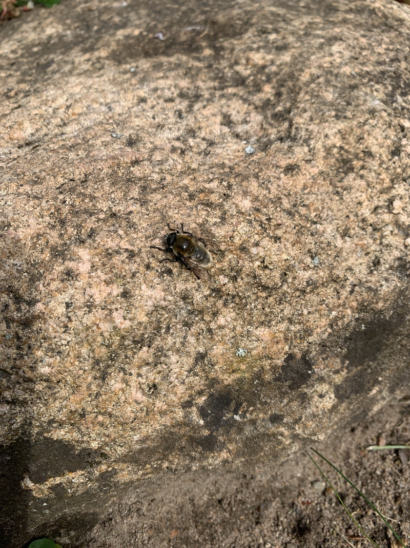 Bienenschwebfliege — Bild 1
