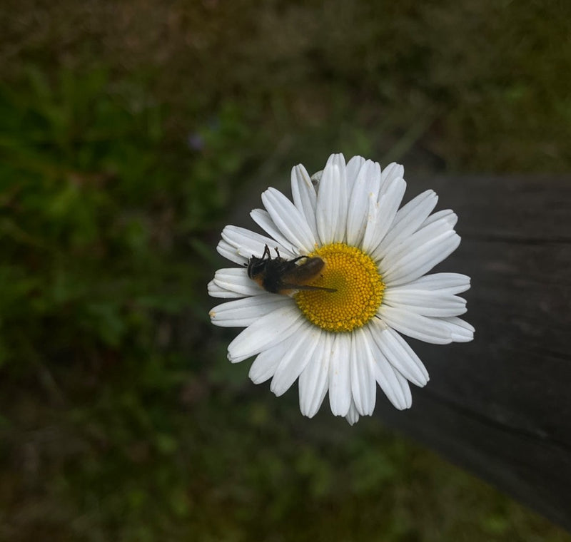 Bienenschwebfliege — Bild 4
