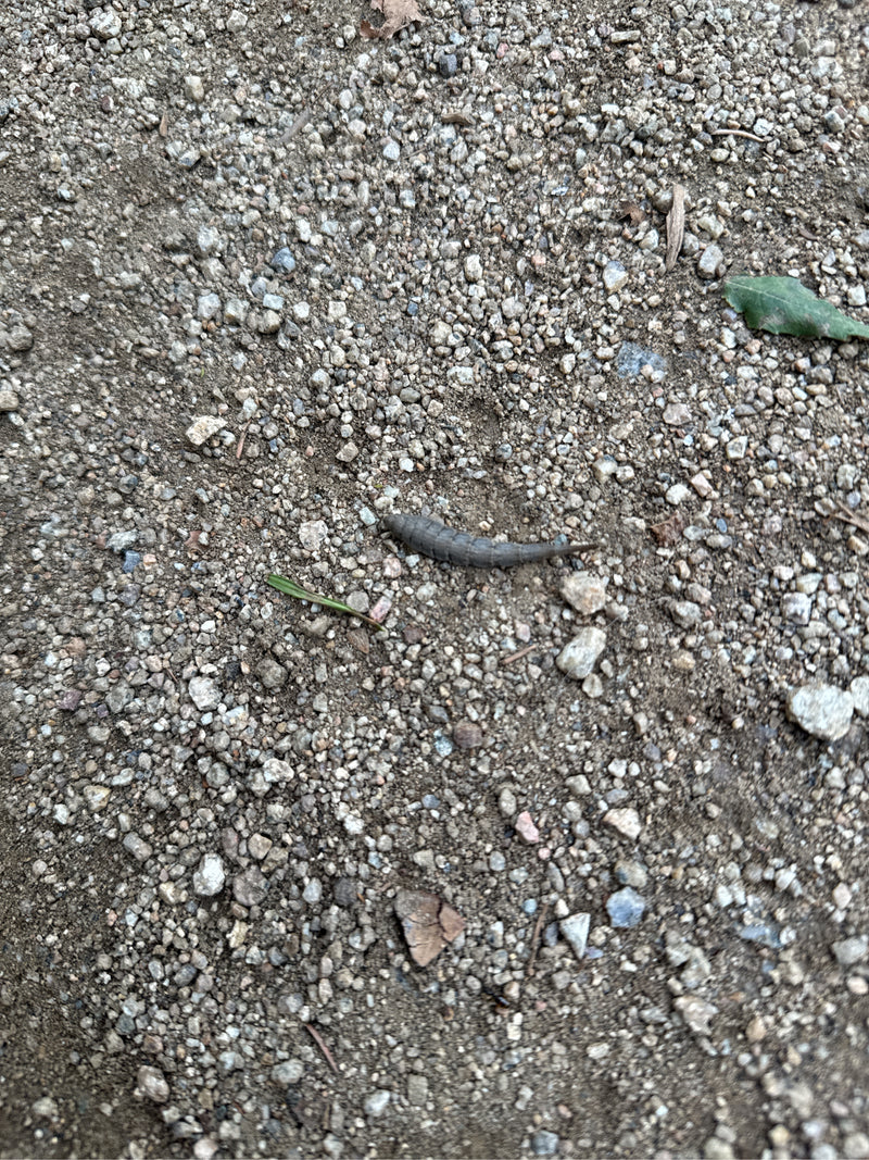 Zu sehen ist eine Rattenschwanzlarve auf einem steinigen Boden. Das Tier kriecht langsam über den Untergrund.
