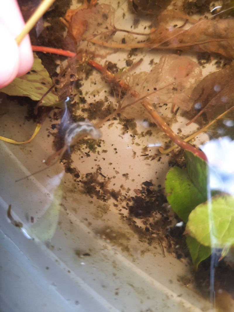 Bienenschwebfliege — Bild 3