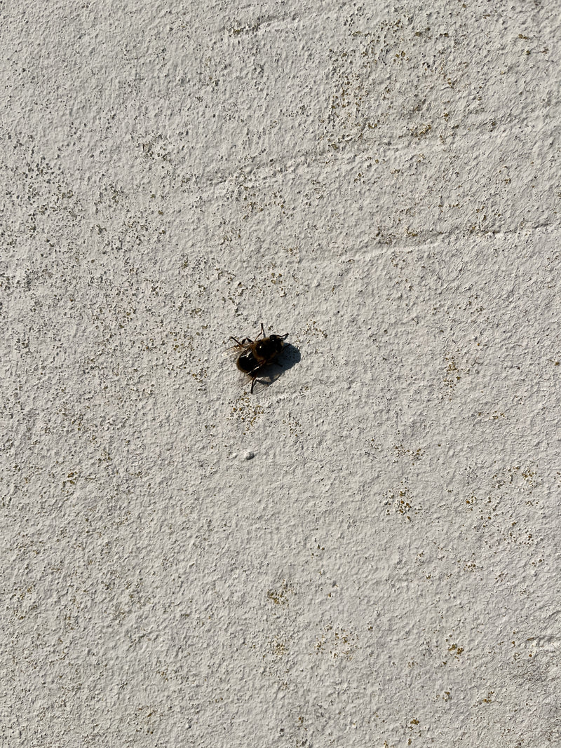 Eine Bienenschwebfliege sitzt auf einer hellen, strukturierten Putzwand. Das Insekt ist gut zu erkennen.