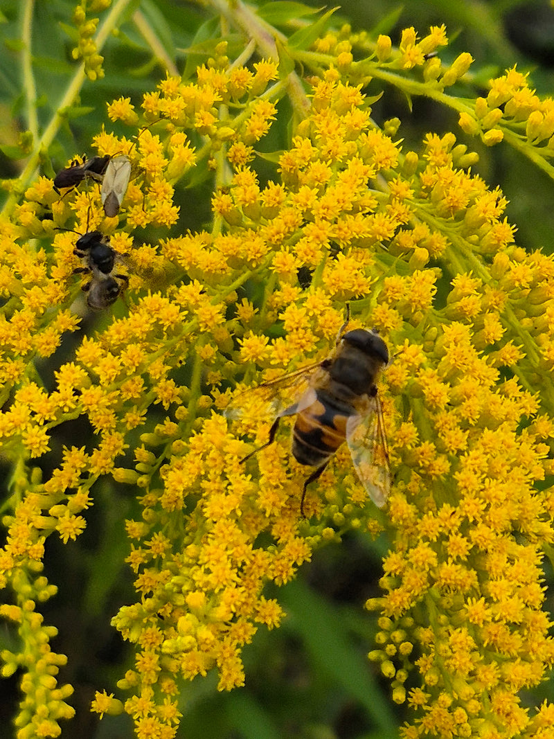 Eine Bienenschwebfliege sitzt auf einer gelben Goldrute. Die Aufnahme zeigt das Insekt von oben auf den Blüten.