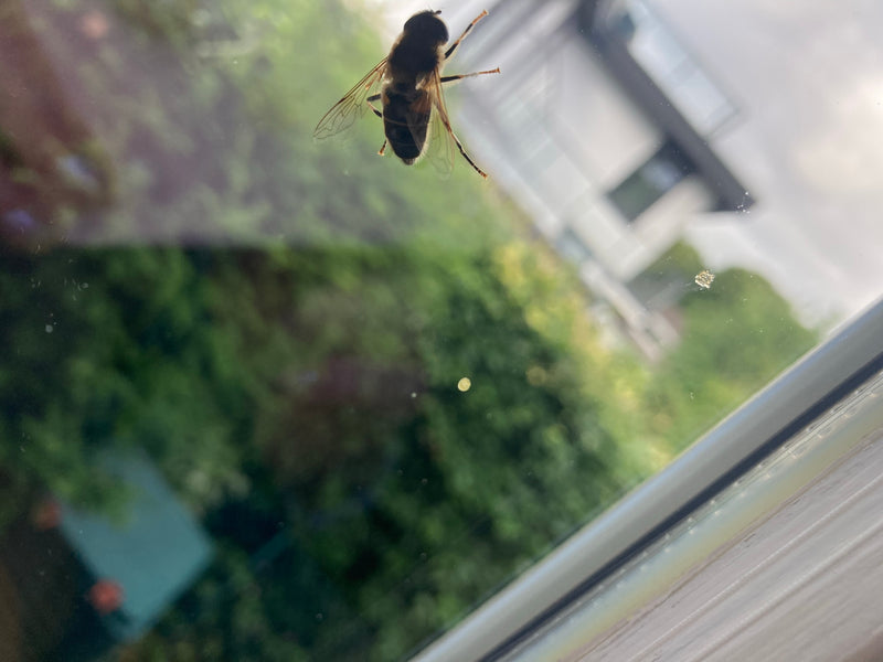 Bienenschwebfliege — Bild 5