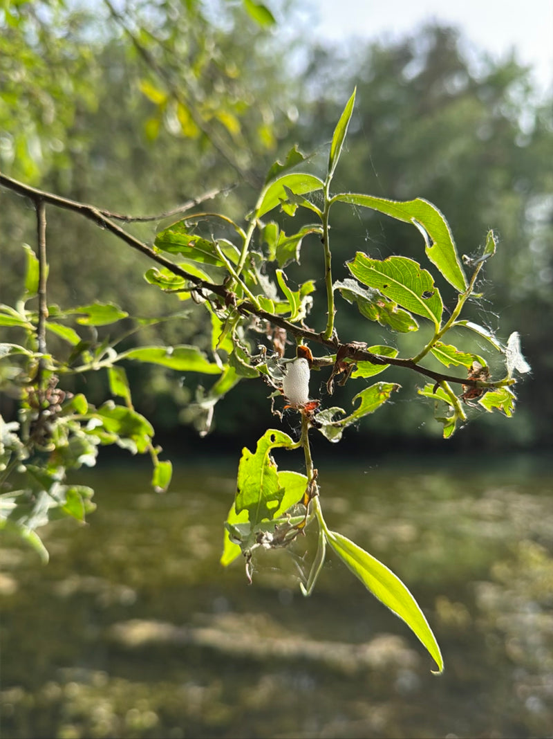 Gemeine Schaumzikade — Bild 1