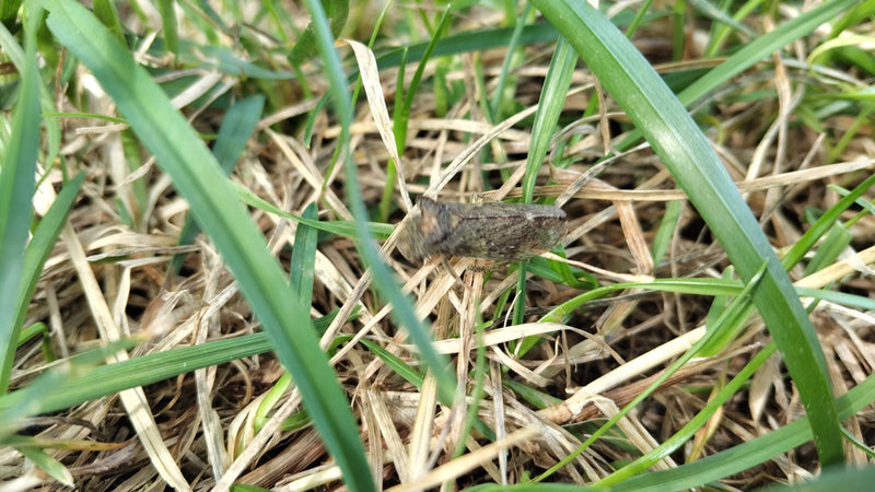 Eine Gemeine Schaumzikade sitzt auf trockenem Gras und Halmen. Das Insekt ist gut erkennbar.