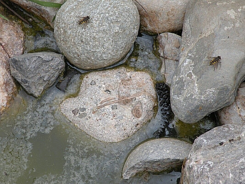 Gemeine Schwebfliege — Bild 2