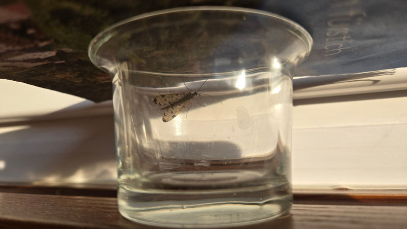 Gemeine Skorpionsfliege — Bild 4