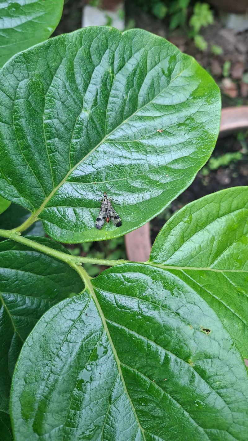 Gemeine Skorpionsfliege — Bild 1
