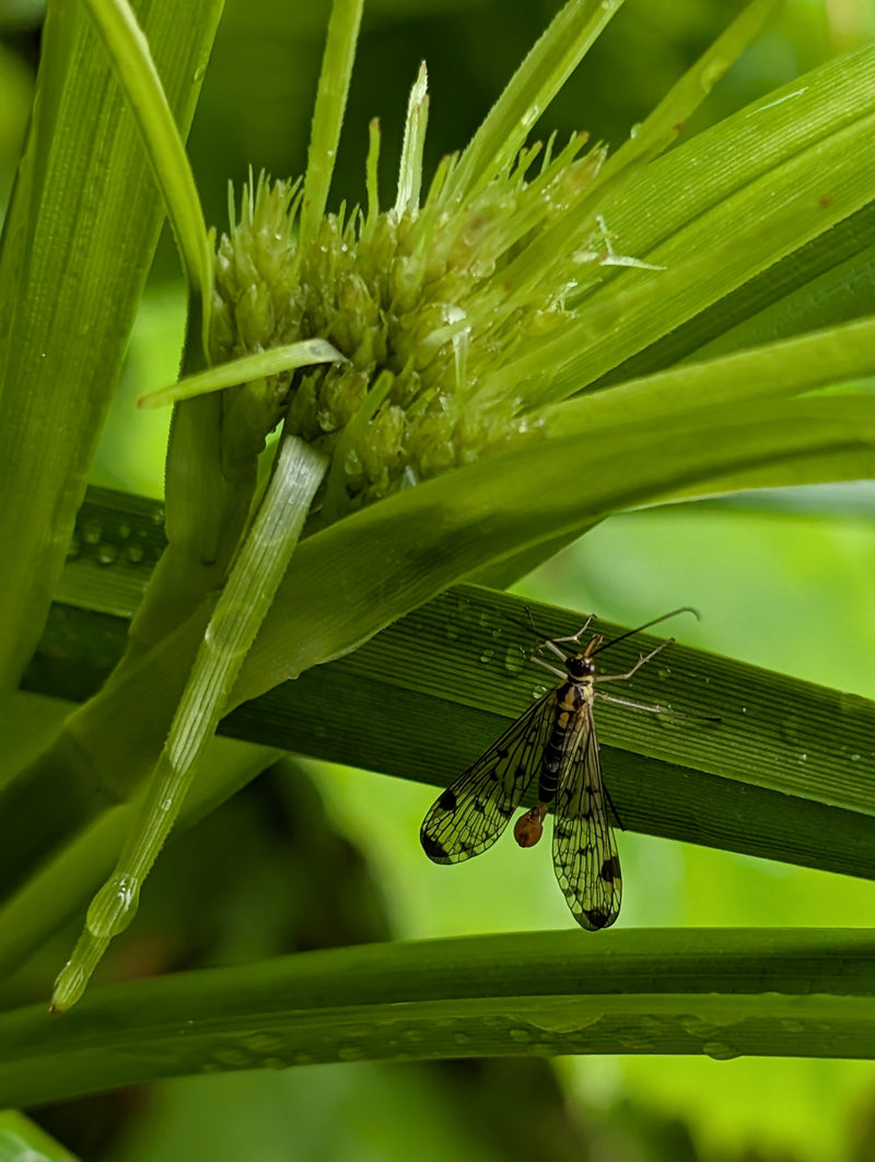 Gemeine Skorpionsfliege — Bild 3