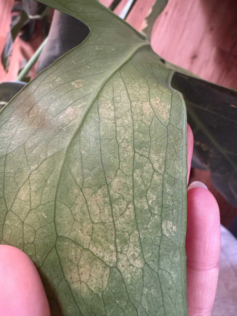 Gemeine Spinnmilbe — Bild 1