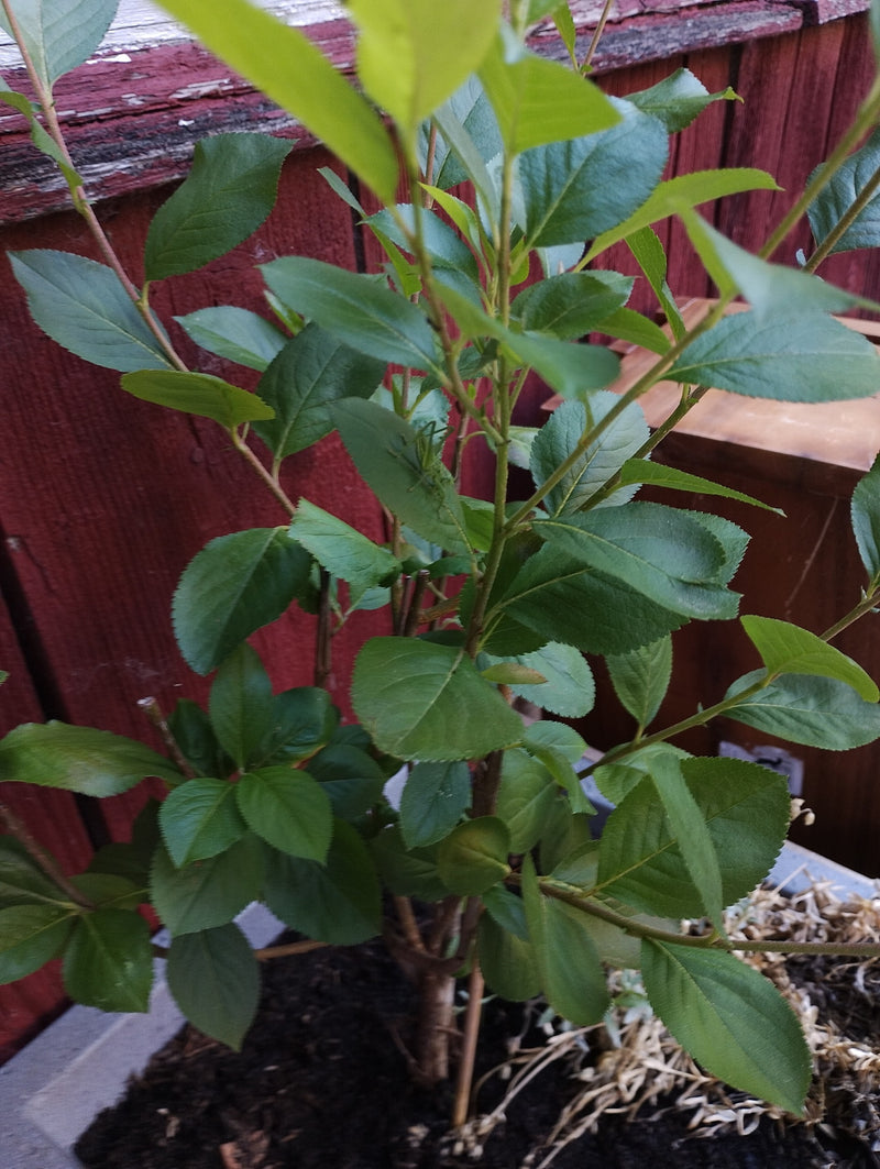 Gemeine Strauchschrecke (Nymphe) — Bild 1
