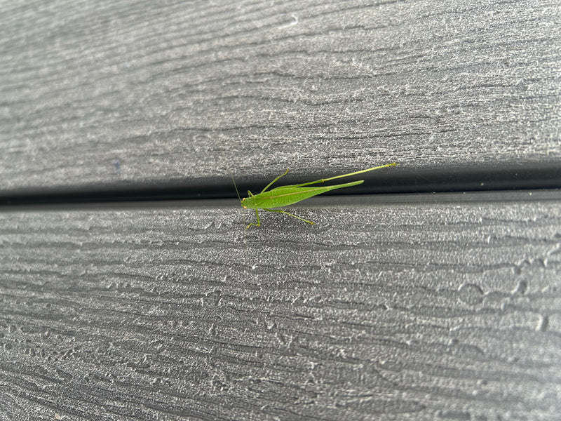 Eine grüne Nymphe der Gemeinen Strauchschrecke sitzt auf einer strukturierten Holz- oder Wandoberfläche. Das Insekt ist gut zu erkennen und verweilt ruhig au...