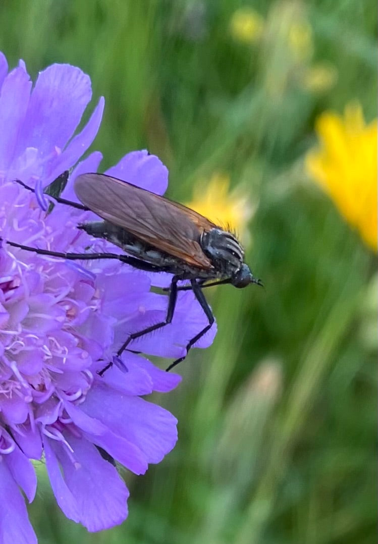 Gemeine Tanzfliege — Bild 2