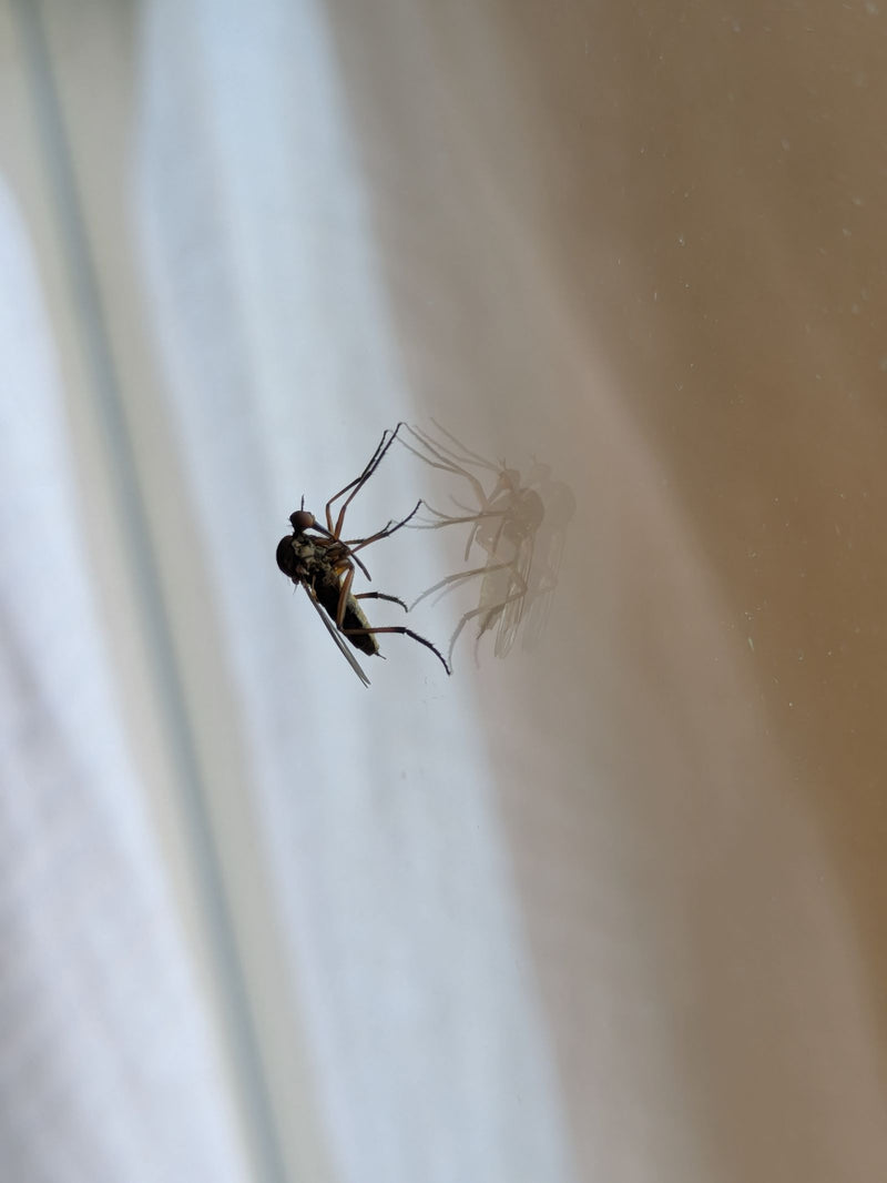 Gemeine Tanzfliege — Bild 3
