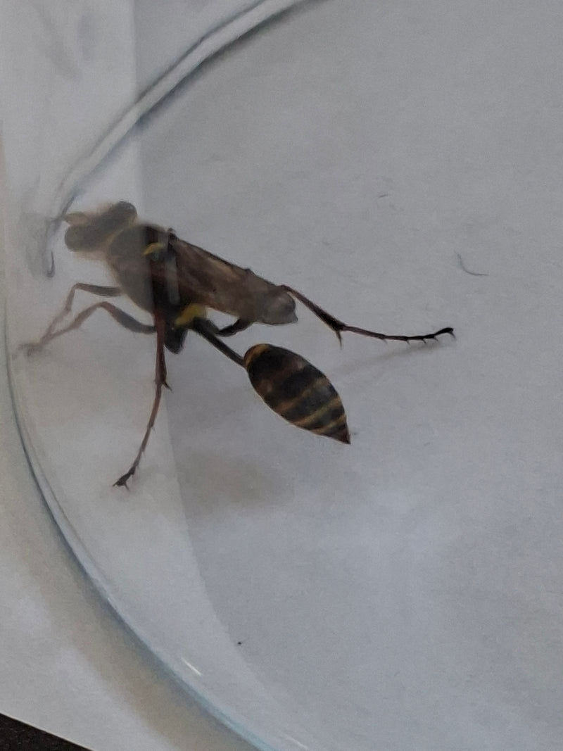Gemeine Waldschwebfliege — Bild 1