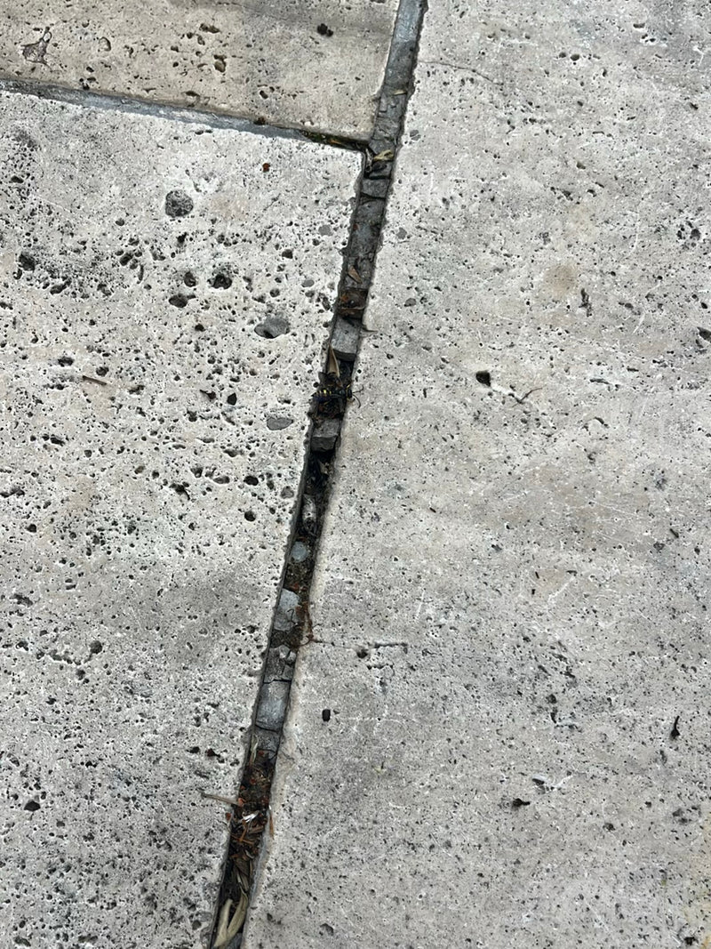 Gemeine Wespe — Bild 3
