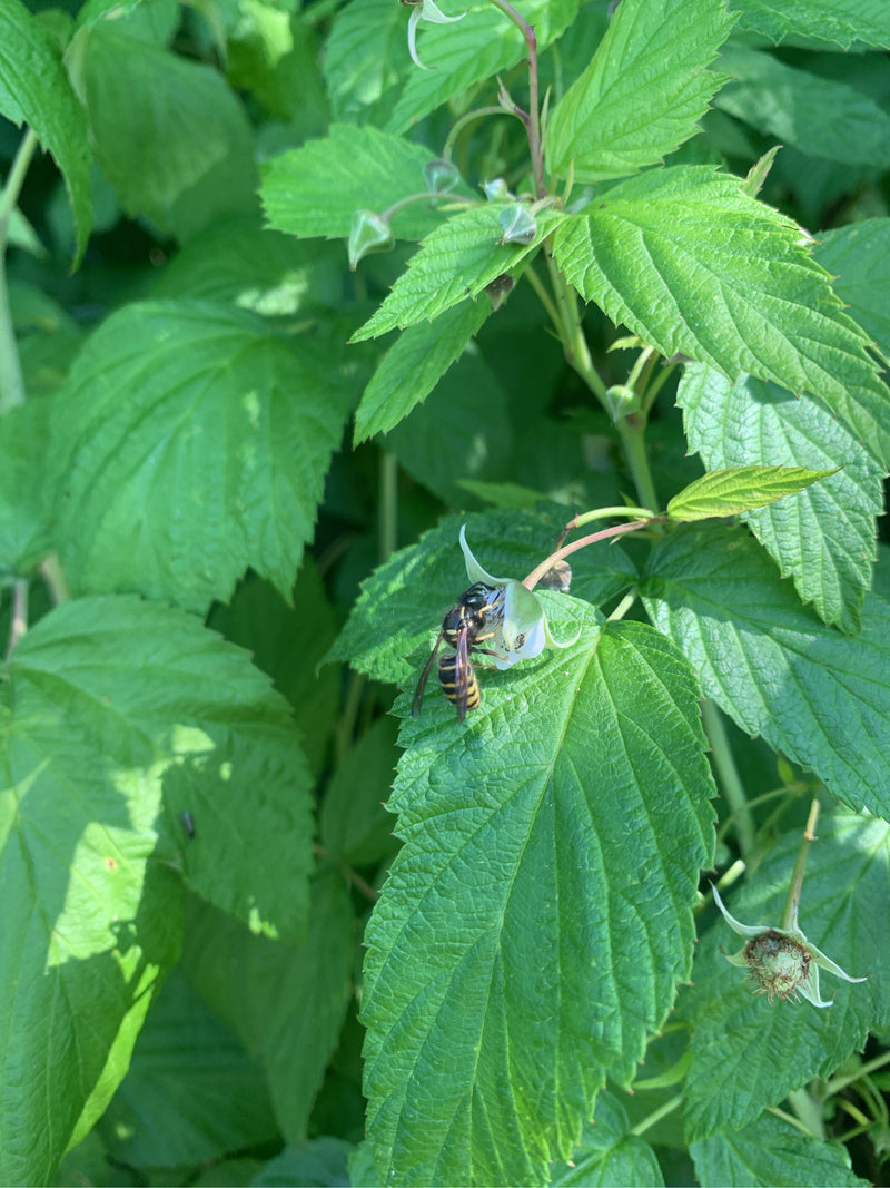 Gemeine Wespe — Bild 4