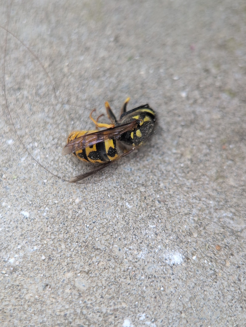 Gemeine Wespe — Bild 3