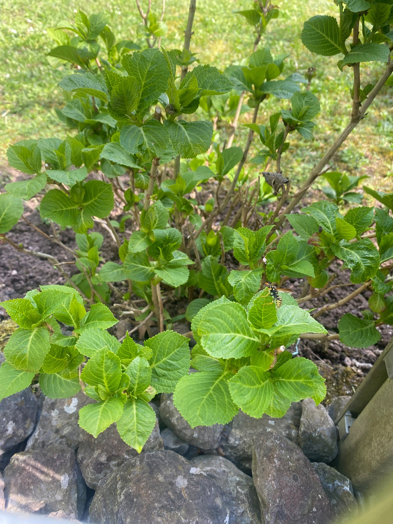 Gemeine Wespe — Bild 1