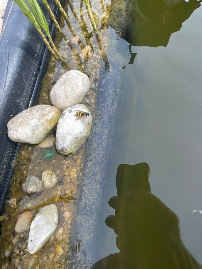 Gemeine Wespe — Bild 5