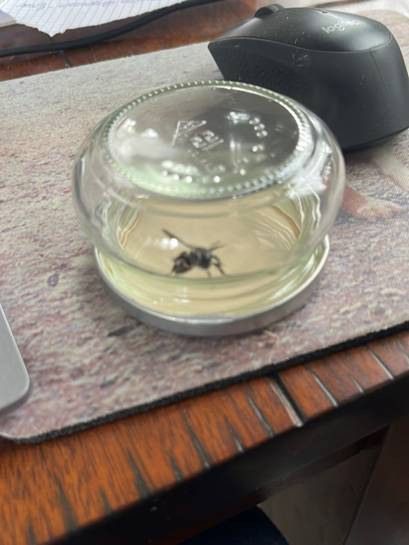 Gemeine Wespe (Gattung Vespula) — Bild 2