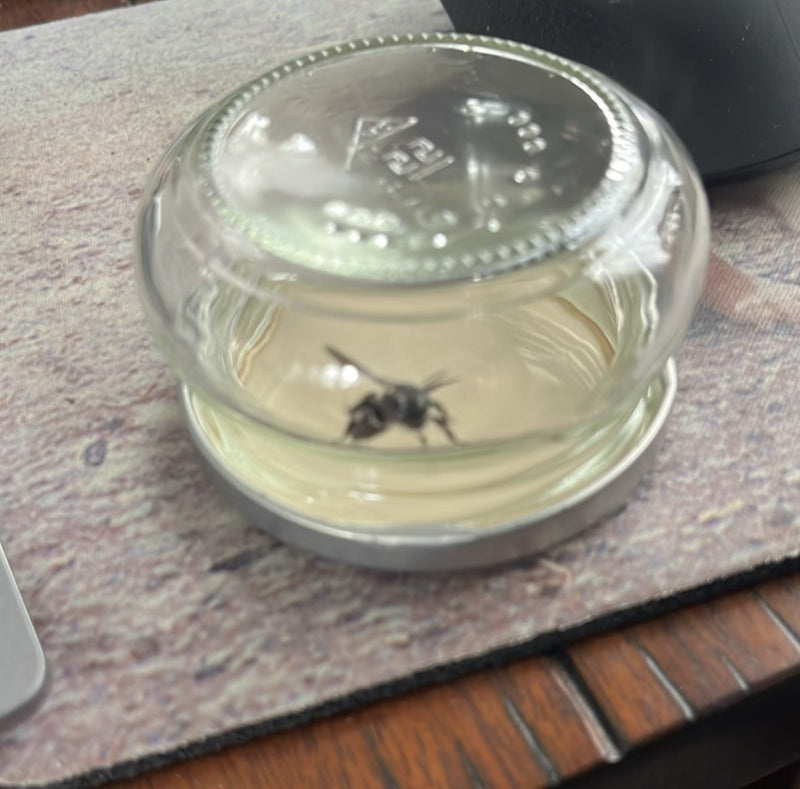 Gemeine Wespe (Gattung Vespula) — Bild 3