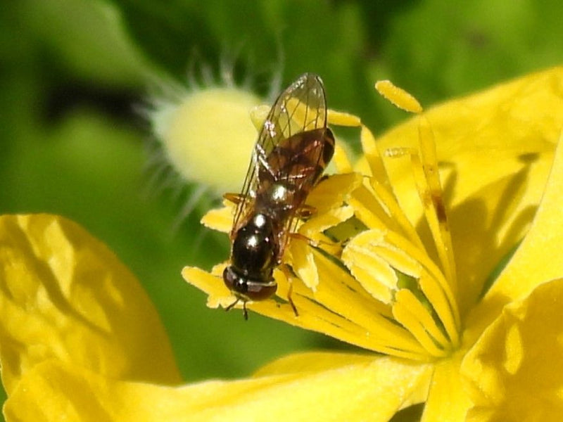 Gemeine Wiesenschwebfliege — Bild 1