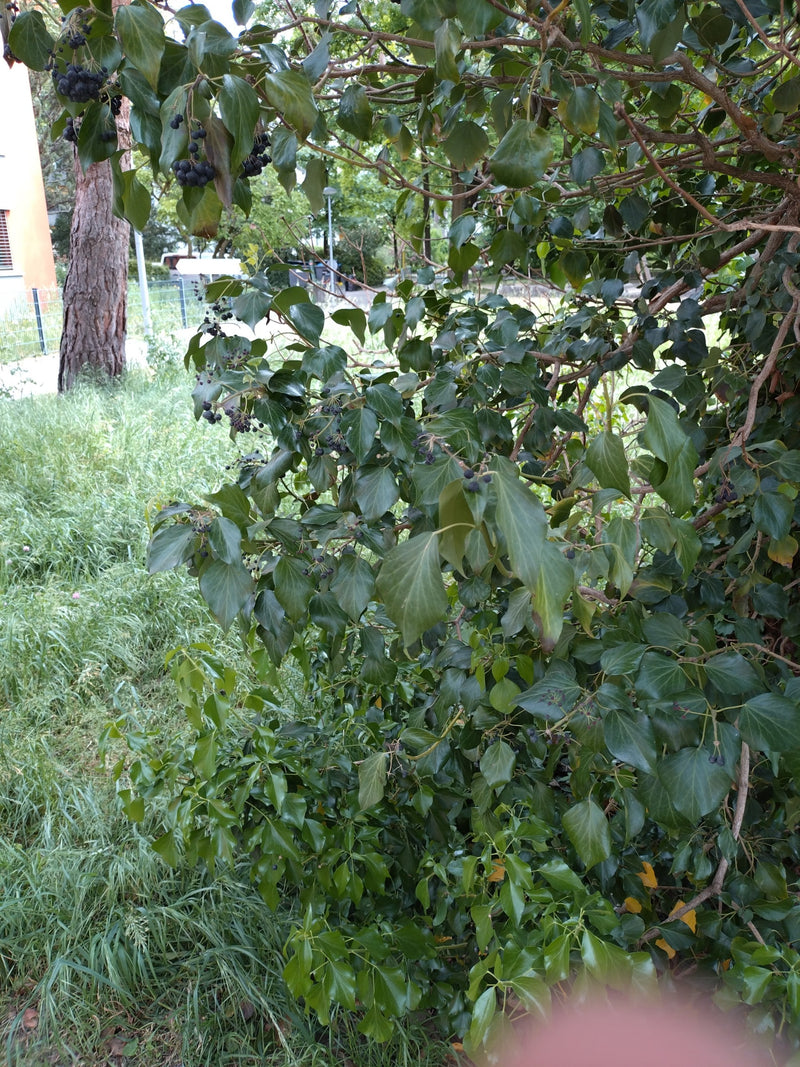 Efeu — Bild 4