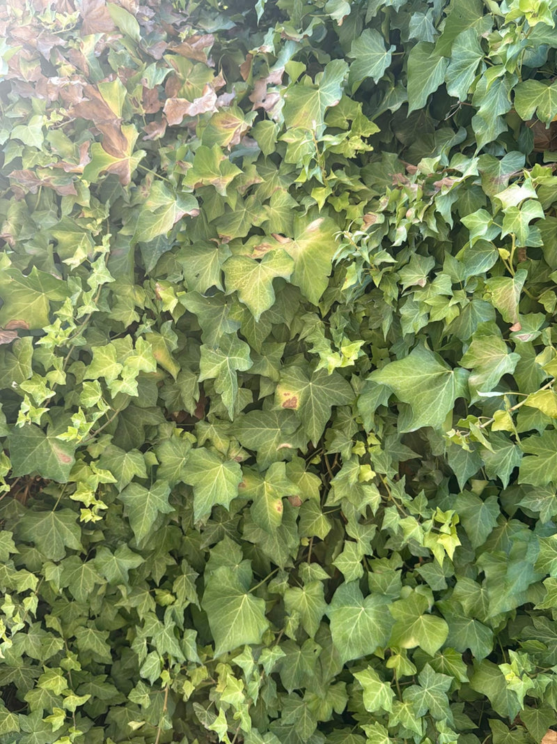 Efeu — Bild 3