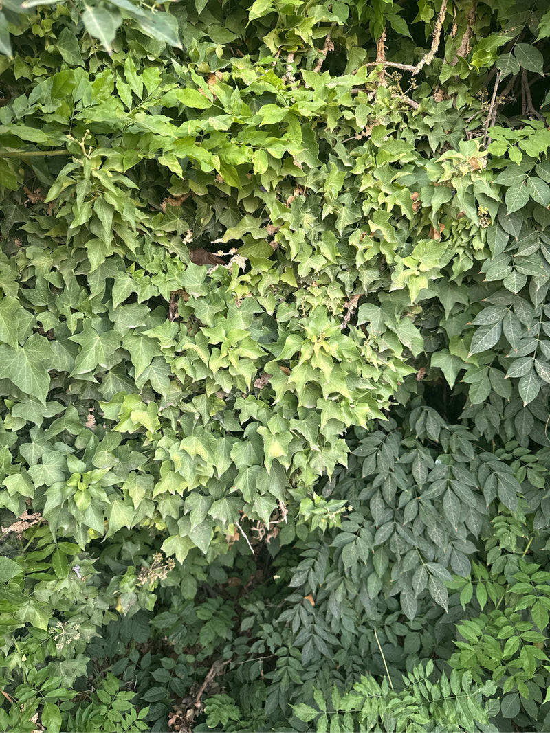 Efeu — Bild 1