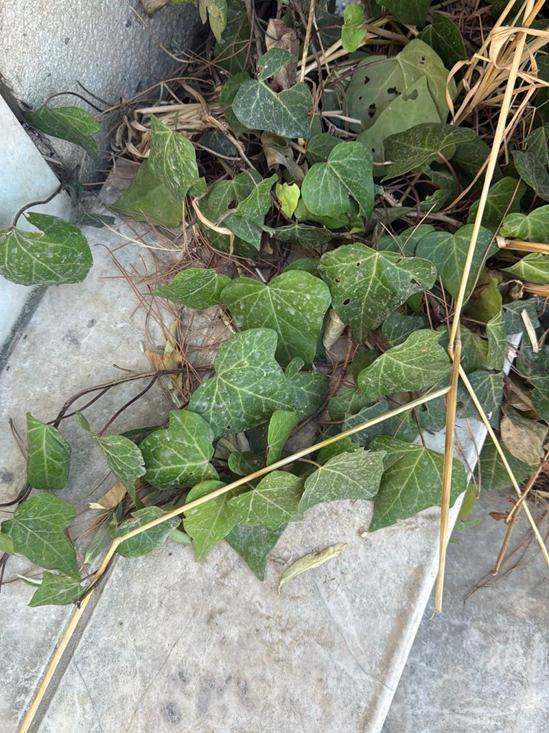 Efeu — Bild 2