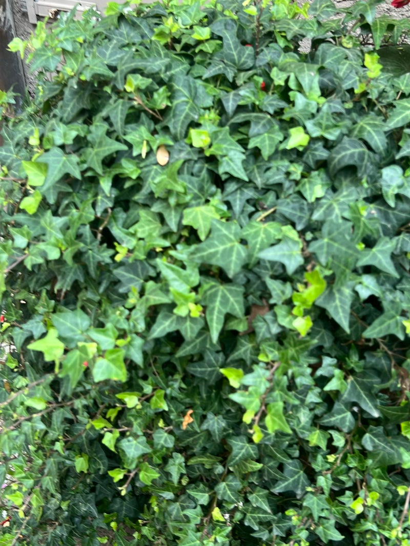 Efeu — Bild 5