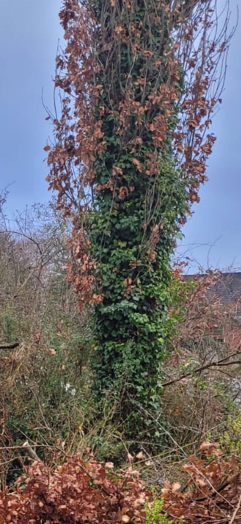 Efeu — Bild 3