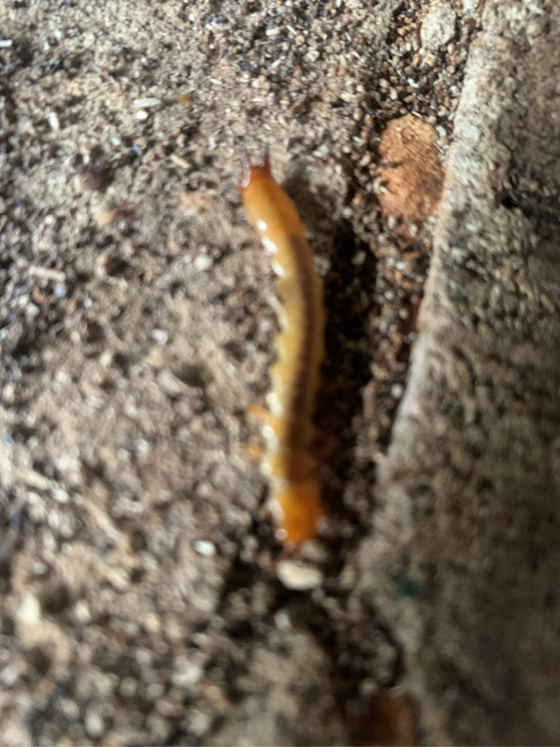 Ein Gemeiner Erdläufer bewegt sich auf dem sandigen Erdboden. Die Aufnahme zeigt das Tier von oben in seiner natürlichen Umgebung.