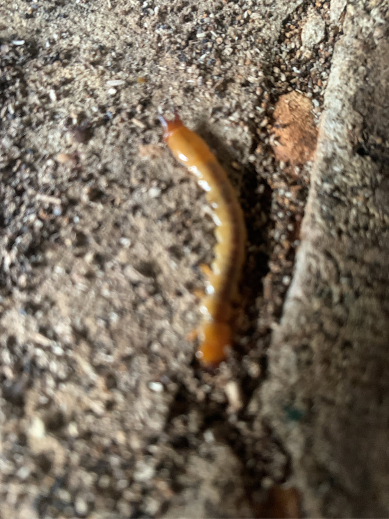 Ein Gemeiner Erdläufer kriecht über den erdigen Untergrund. Die schlanke, gelbliche Gestalt ist gut zu erkennen.