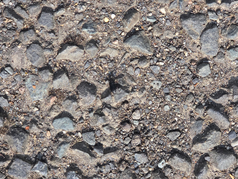 Gemeiner Grabkäfer — Bild 1