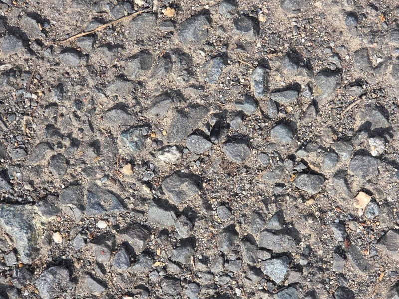 Gemeiner Grabkäfer — Bild 2