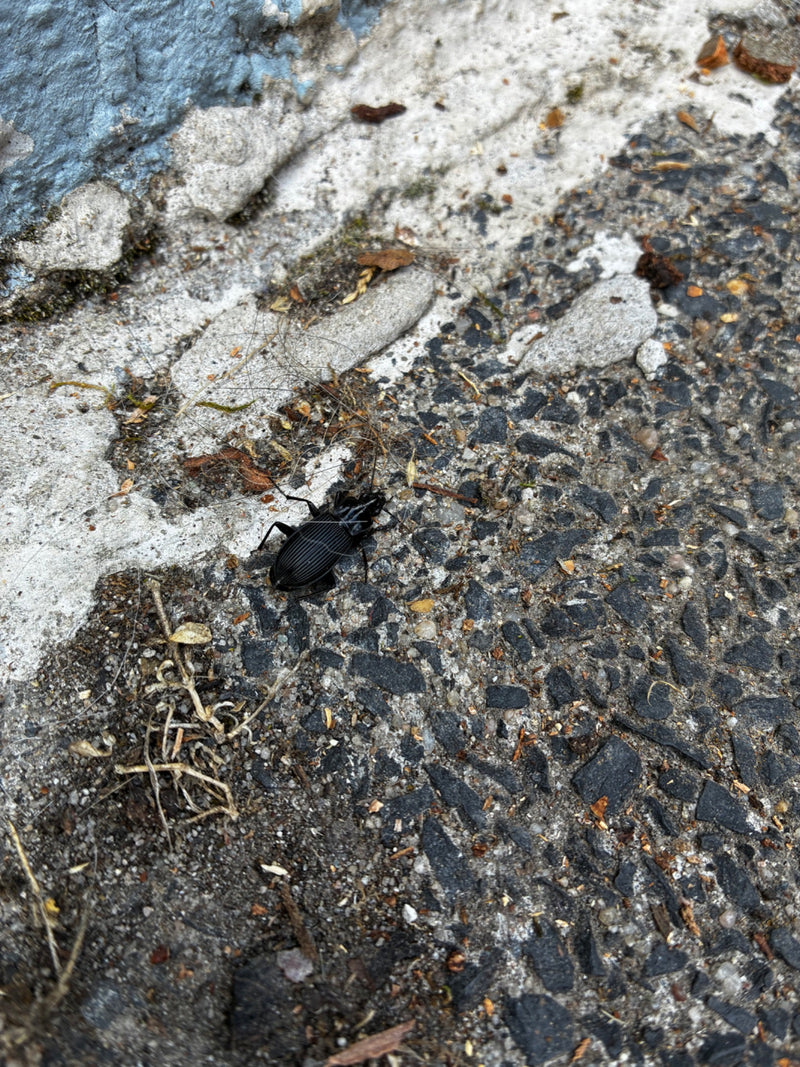 Auf dem Bild ist ein Gemeiner Grabkäfer mit schwarzem, glänzendem Panzer zu sehen. Er sitzt auf dunklem Asphalt neben einer hellen Betonkante.