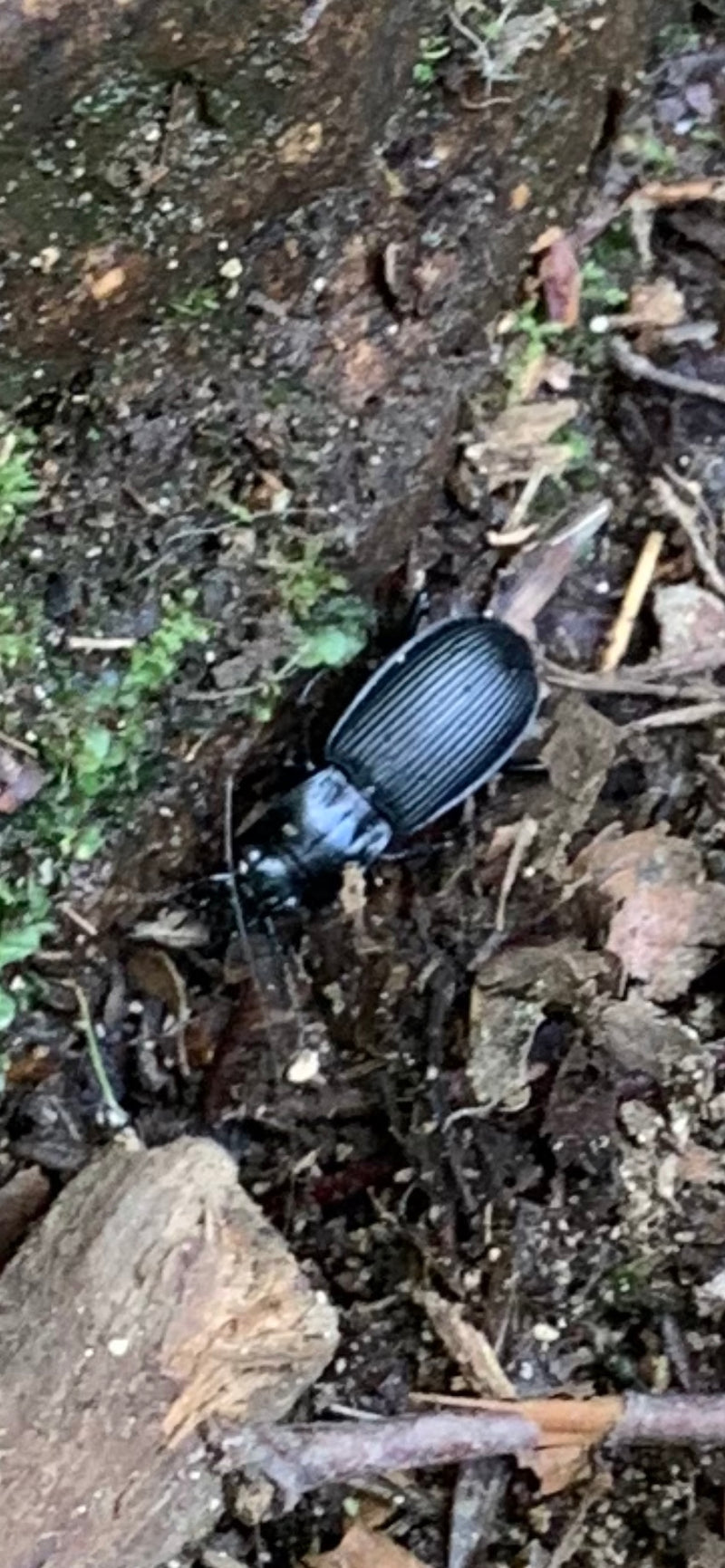 Ein schwarzer Laufkäfer läuft über den feuchten Waldboden. Die längsgestreiften Flügeldecken sind gut erkennbar.