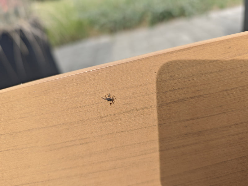 Holzbock — Bild 5
