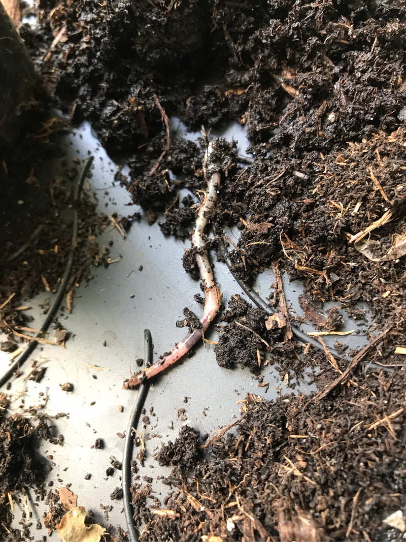 Ein Gemeiner Regenwurm liegt auf dunkler Blumenerde. Der segmentierte Körper ist gut zu erkennen.